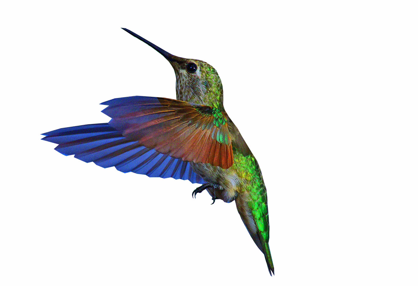 El vuelo del colibrí en Suchitoto