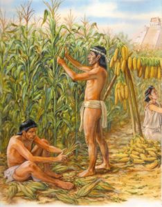 cultivo del maiz