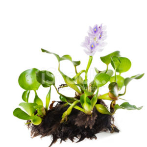 32757140 common water hyacinth eichhornia crassipes plant with leaves