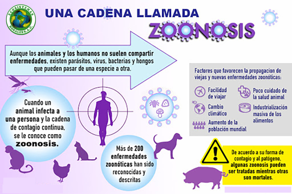 zoonosis