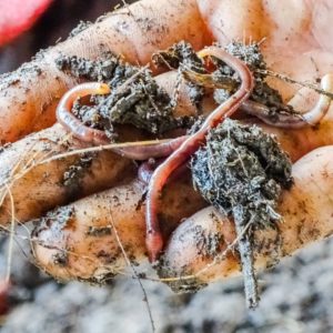 170209687 117046327151139 5555342637849163776 n