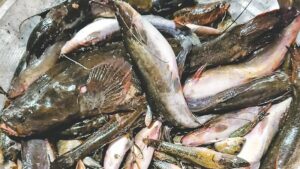 peces camarones muertos rio lempa bravo tecoluca contaminacion melaza 2