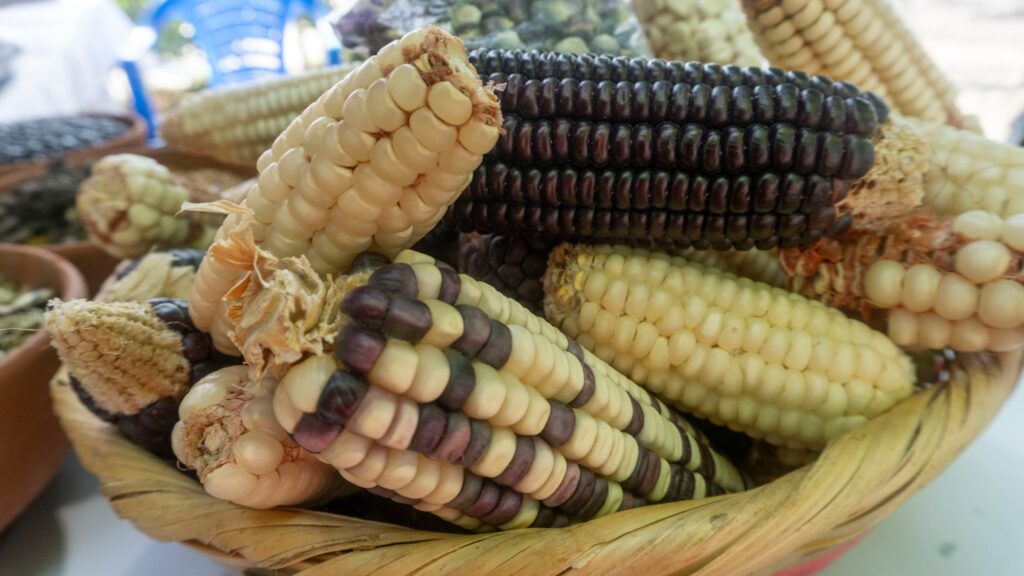 494715011 1326812575636033 2875772785993577266 n 1