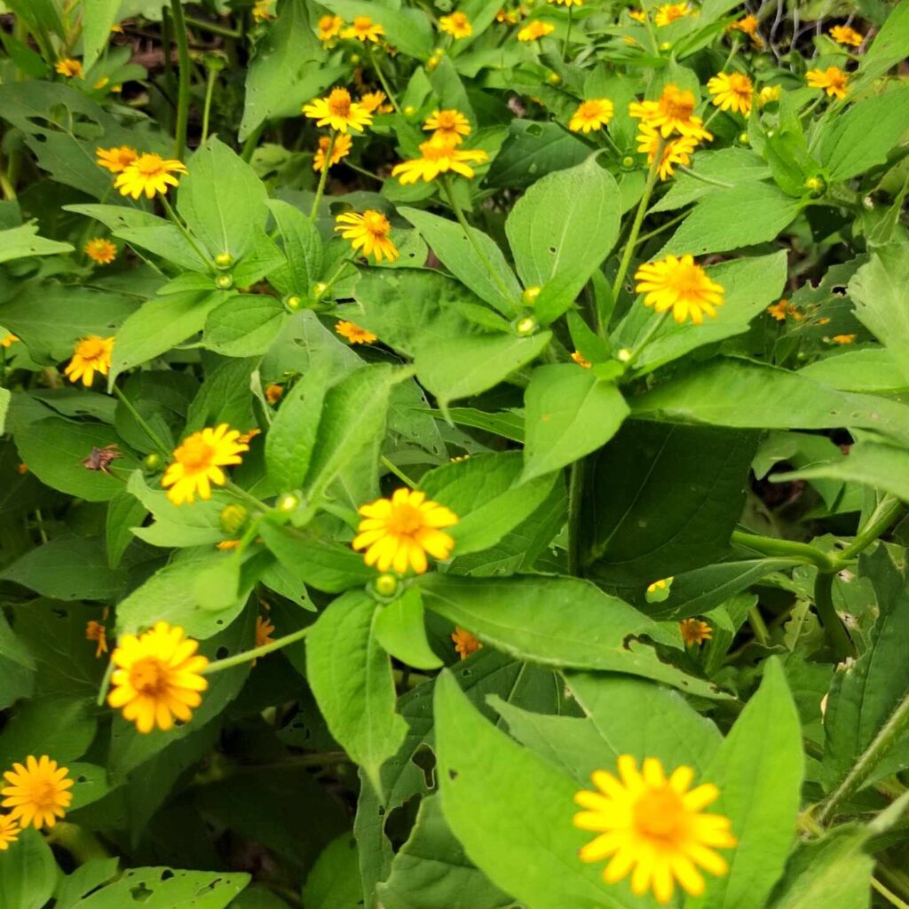 533489412 1383806550014596 6703643425659070352 n edited