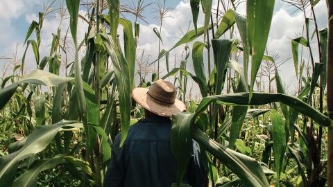 Farmer mexico 480x480 1 edited