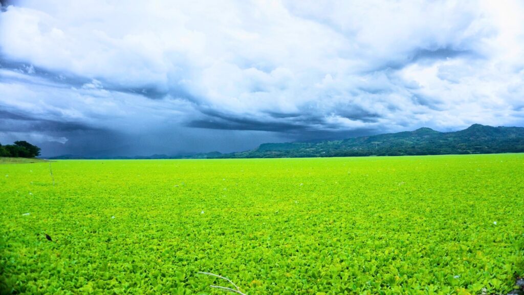 Video dia de la madre collage blanco 55