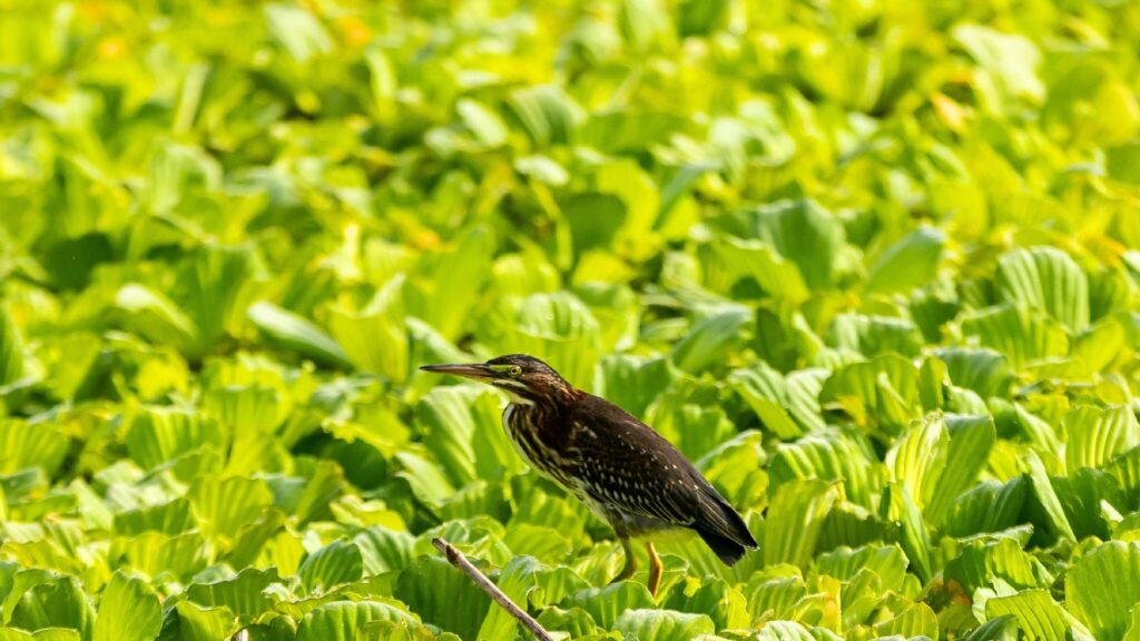 Video dia de la madre collage blanco 58