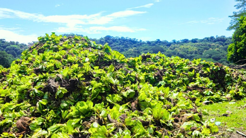 Video dia de la madre collage blanco 60