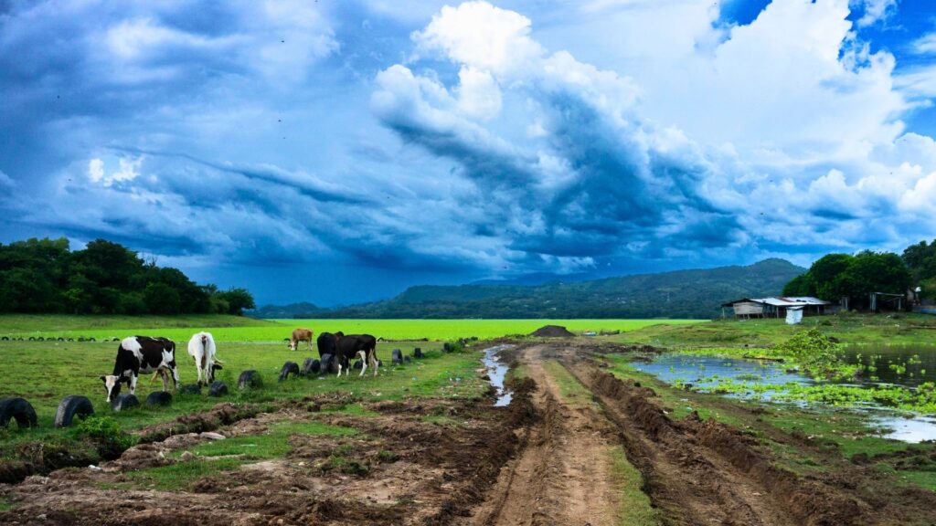 Video dia de la madre collage blanco 61