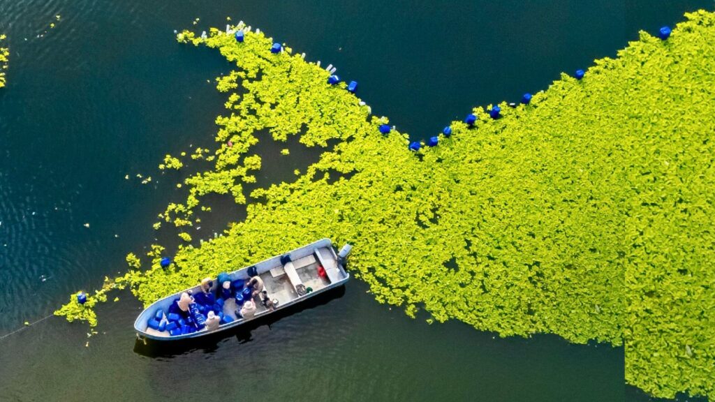 Video dia de la madre collage blanco 63