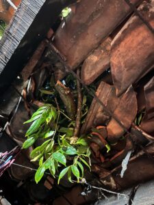 Sequía y tormentas extremas: la nueva paradoja climática de Suchitoto 6 ae291a3e 6932 48e4 8ffc fcf4ea078e00
